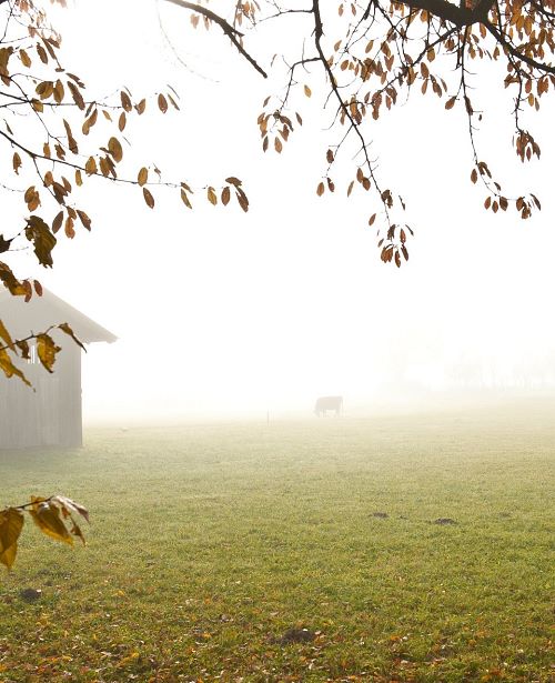Herbst Nebel Maishofen