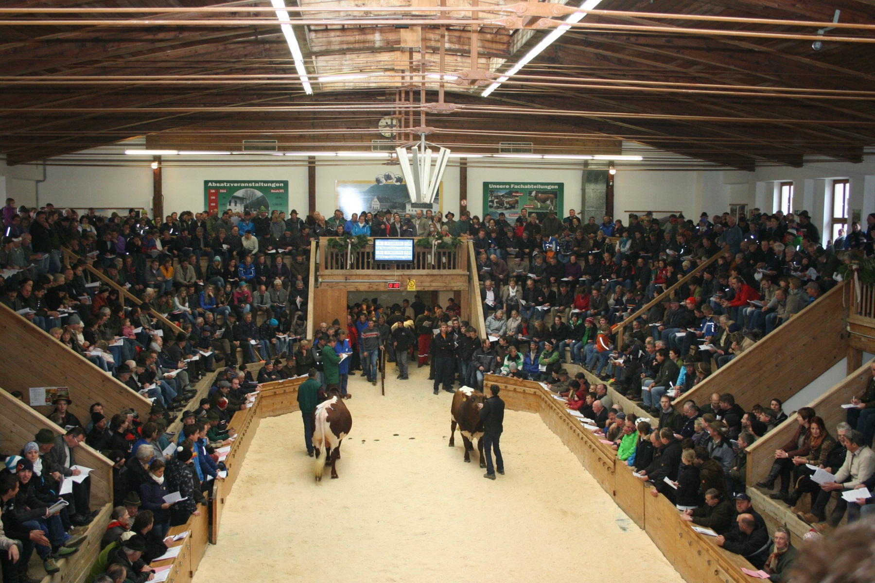 Cattle auction