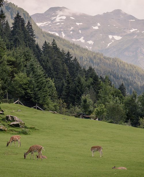 Damwild im Wildpark Ferleiten