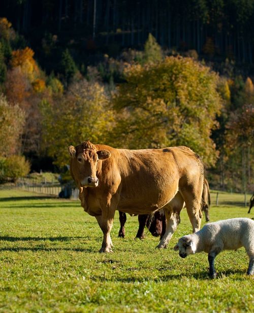 Herbst Kühe