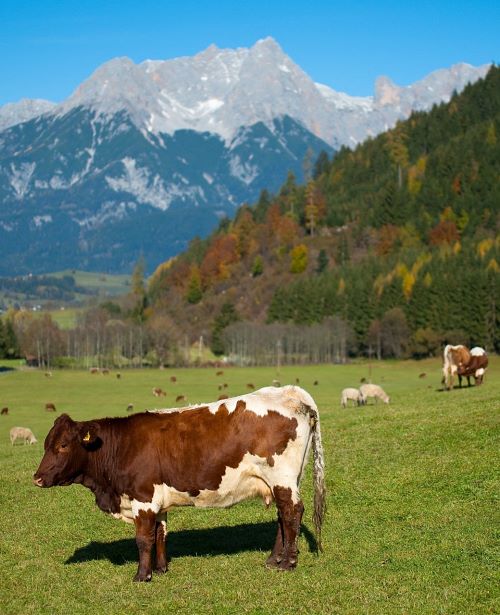 Herbst Kühe