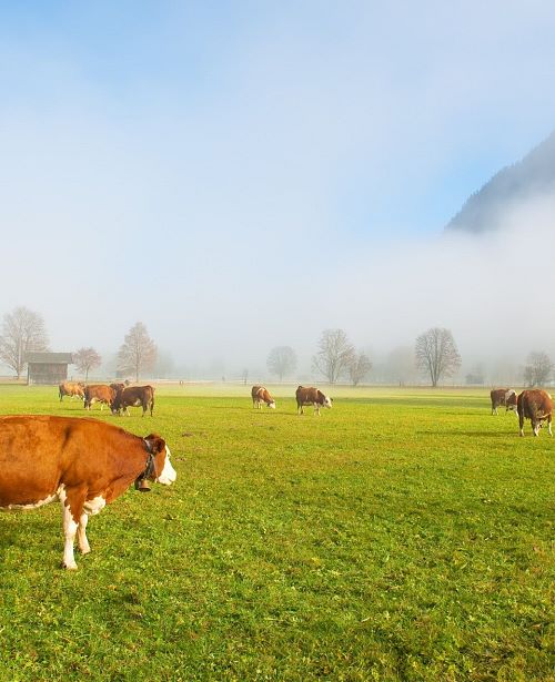 Herbst Nebel