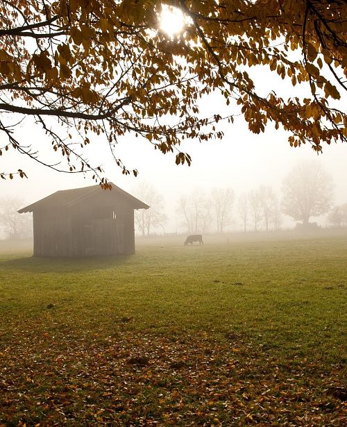 Herbst Nebel Maishofen