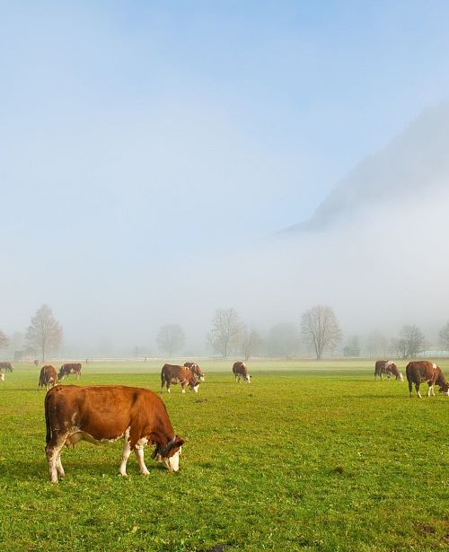 Herbst Nebel