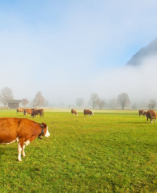 Maishofen - Frühling-Herbst