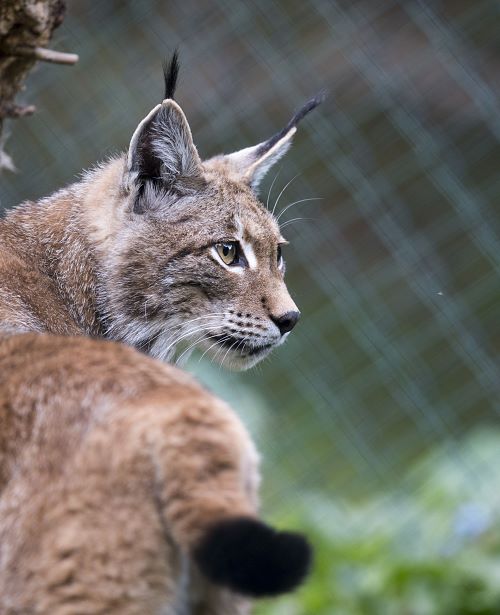 Tiere im Wild- & Erlebnispark Ferleiten
