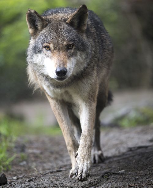 Wolf im Wild- & Erlebnispark Ferleiten
