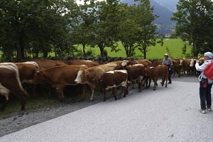 Almabtrieb 2008