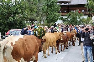 Bilder Almabtrieb des Kammererbauer