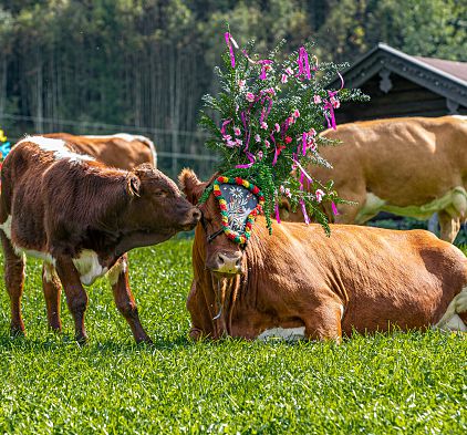 Abschied vom Almsommer